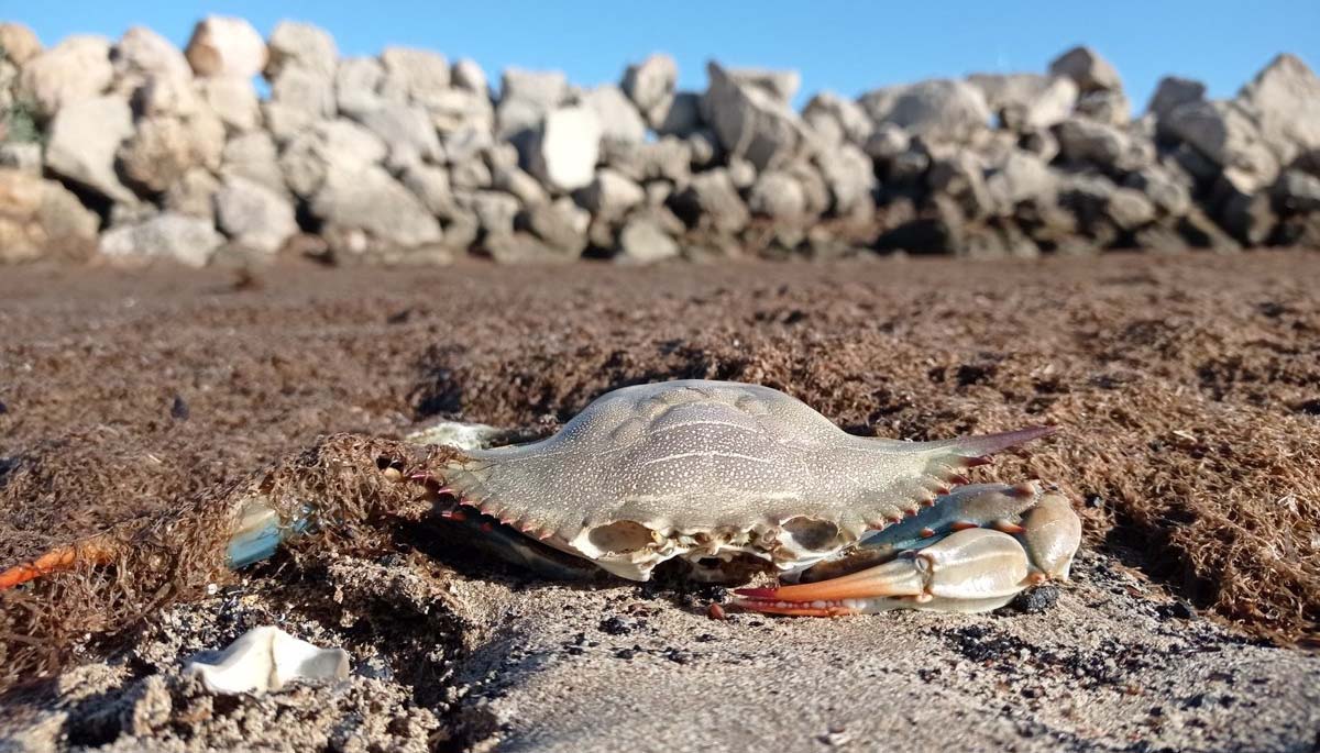 Fotografía en primera plano de un cangrejo en una playa.